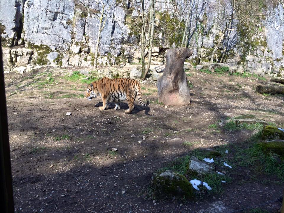 Le tigre siberien