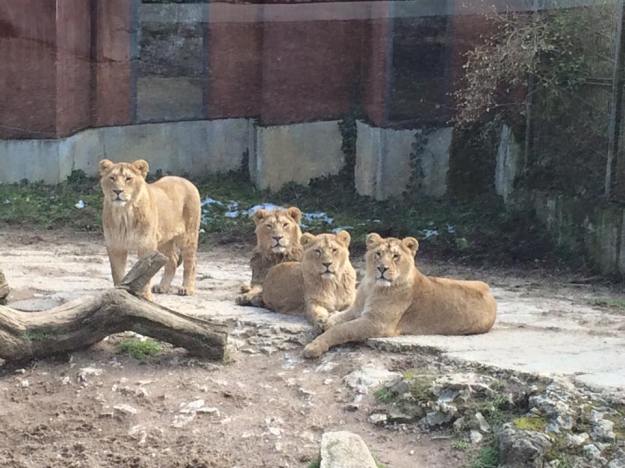 Les lions asiens