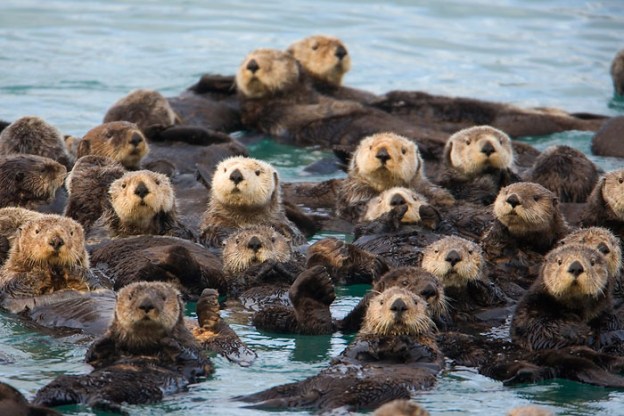 Sea Otters