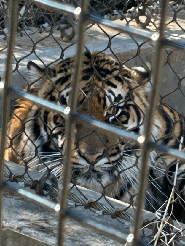 A tiger staring at the camera through two fences.