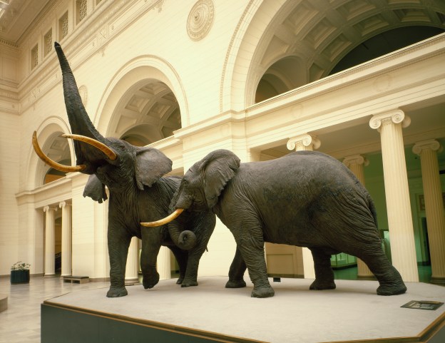 Fighting African Elephants in Stanley Field Hall. Taxidermy by Carl Akeley . 41411 is on the left with two tusks and its trunk is raised. 41410 is on the right, with one tusk. Photo credit: (c) Field Museum of Natural History - CC BY-NC 4.0.