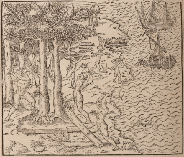 An engraving from a 16th century book of indigenous Brazilians cutting down trees for their timber.