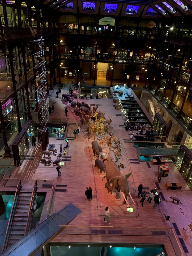 A photograph of the Parade of African Mammals in the Grand Gallery of Evolution at the National Museum of Natural History in Paris taken by the author from the 3rd floor.