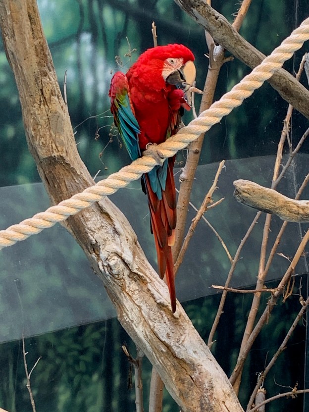 A macaw